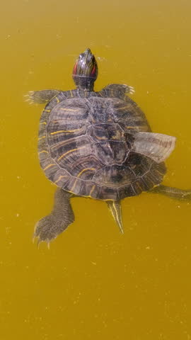 Vertical video, Top view of Pond Slider slowly floats on surface of water, turtle molting, shell scales peeling off. Pond Slider or Red-eared Slider Turtle (Trachemys scripta)