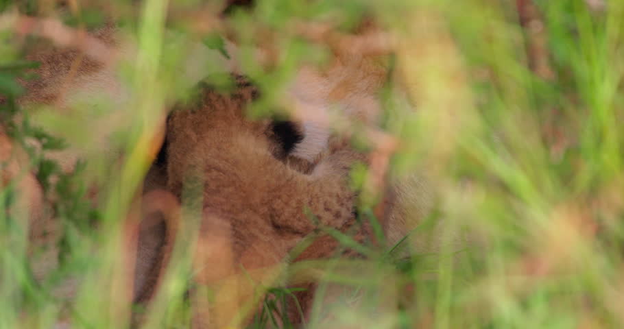 Extreme close up shot of a pair of youngling lions (Panthera leo) huddled together suckling with zeal during morning in a kenyan plain