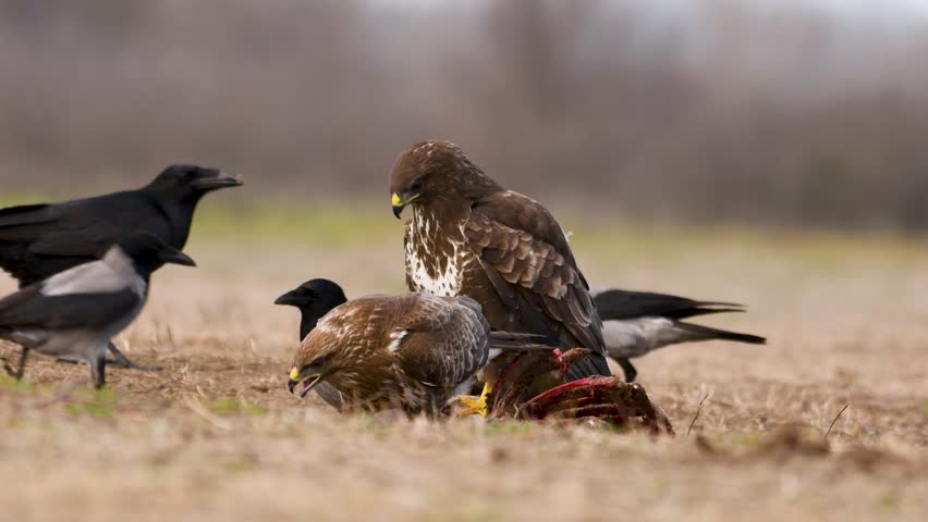 Hawk and crows gathering around prey in open field, natural wildlife interaction on grassy terrain