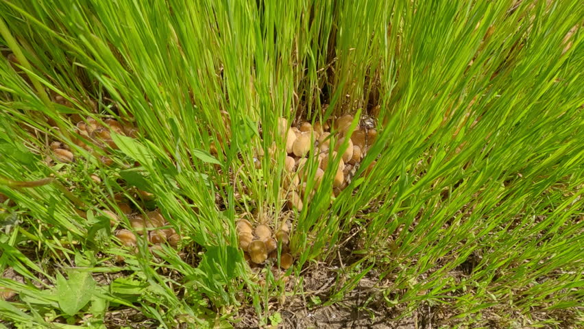 Top view of Poisonous mushrooms growing among green grass next to a stump