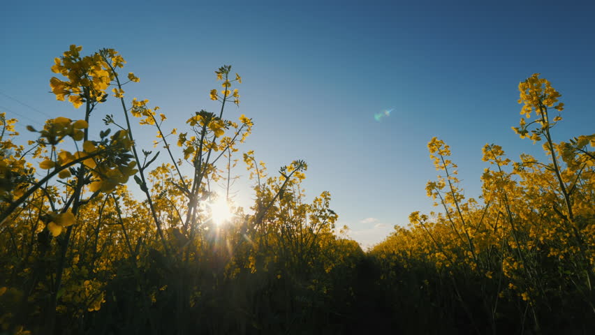 A breathtaking golden sunrise illuminating a vibrant flowering field filled with beauty