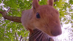 Close up of a curious squirrel climbing down a tree branch, approaching and looking at camera - Powered by Shutterstock - Get 15% off with code: PIKWIZARD15
