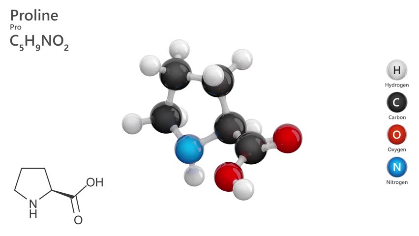 Proline (Pro or P). Non-essential amino acid. Animated 3D model of a molecule. Molecular formula: C5H9NO2. Chemical model: Ball and sticks. White background. 3D rendering. Seamless loop.