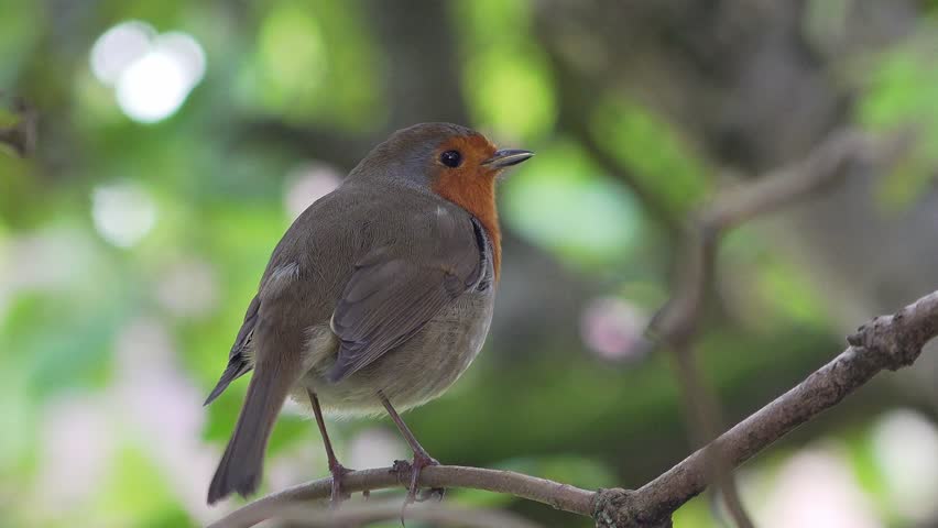 A European robin stands on a branch to sing in an English garden, England