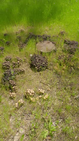 Vertical video, A large cluster of Poisonous mushrooms growing next to a stump, Aerial view