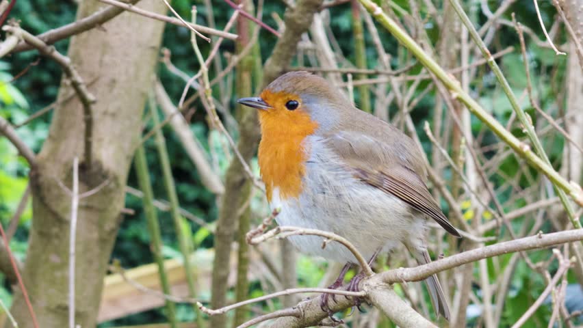 A European robin stands on a branch to sing in an English garden, England