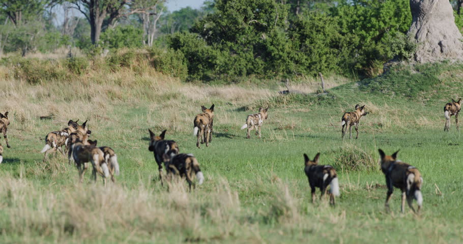 Slow motion. A large pack of African Wild Dogs on the hunt for prey