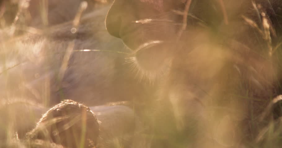 Close up tilt shot of a lion