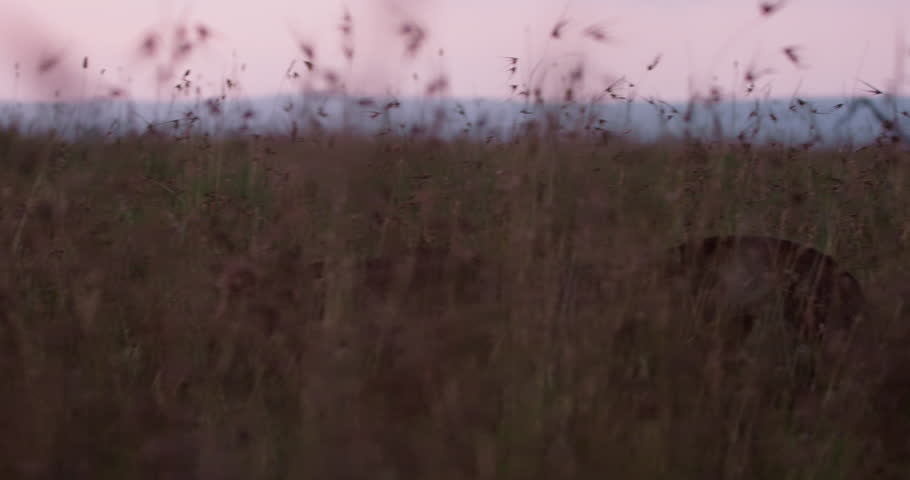 Wide pan of a lion (Panthera leo) walking between grass after sunset in Kenya.