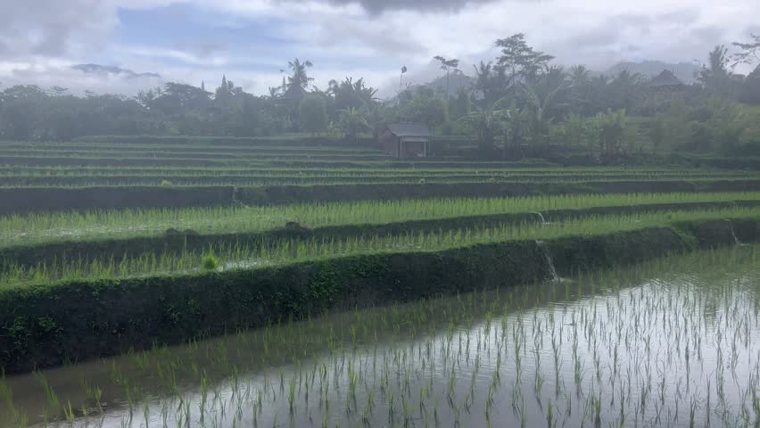 The rain heavily pouring over the cultivated rice fields in the countryside, with dense vegetation against cloudy sky in the background