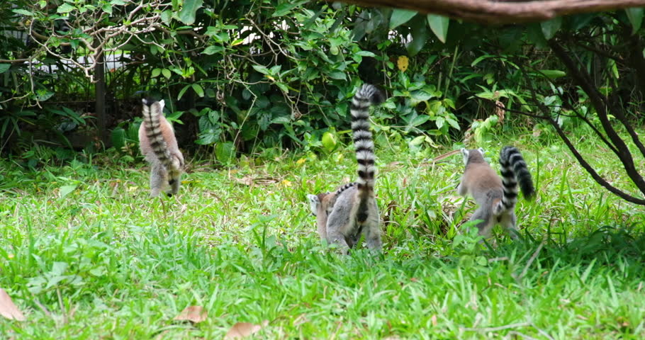 Ring-tailed lemur sits in shade of tree then walks away Ring-tailed lemur, Lemur catta, primate, medium to large size, wet nose