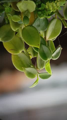 prote, pollution, beuty, natural beauty, environmental, garden, green background, green, house