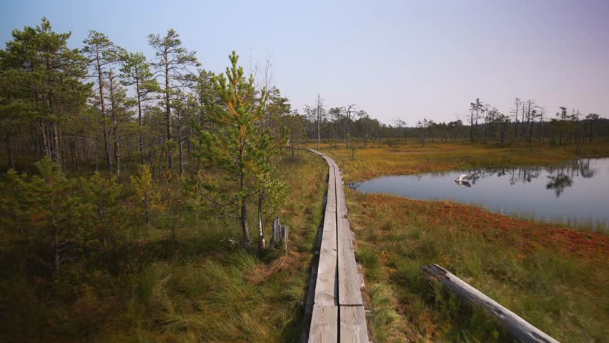 Walking on the swamp lake. POV view.