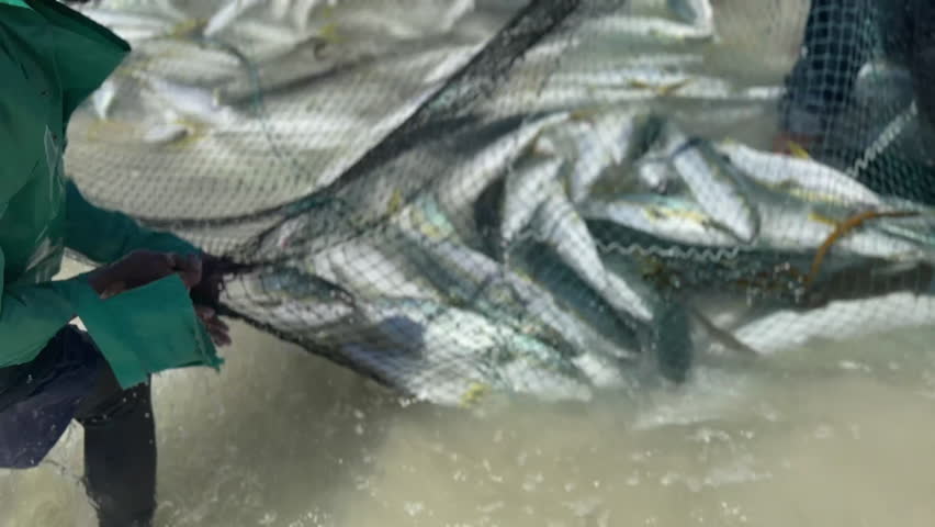 Fisherman pulling large fish catch in fish neon the beach shore