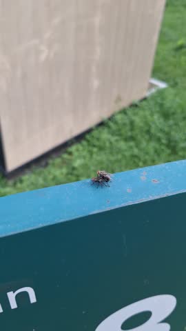 Fly insects are seen mating