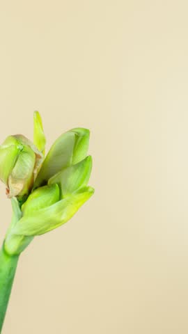 Timelapse of Amaryllis growing, opening and rotating on orange background. Amaryllis flower close-up. Vertical video.