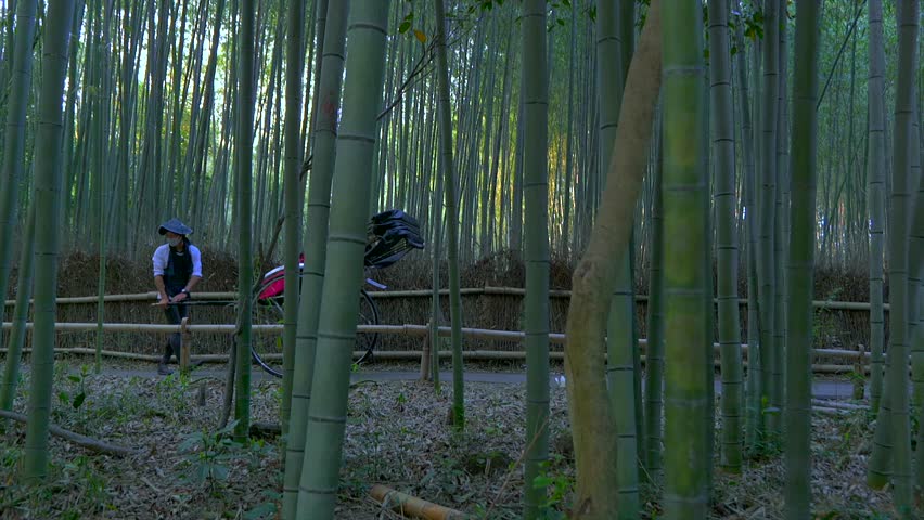 Kyoto Arashiyama Bamboo forest and rickshaw