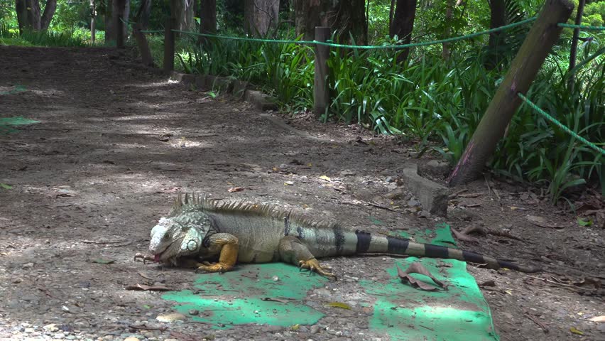 A colourful large iguana walks on a path at a park in the city of Medellin, Colombia