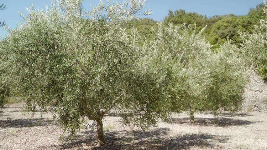 A grove of olive trees. Green olives ripen on the branches of an olive tree in a favorable sunny climate. Cultivation of olives in agriculture on plantations in mountainous areas with rocky soil.
