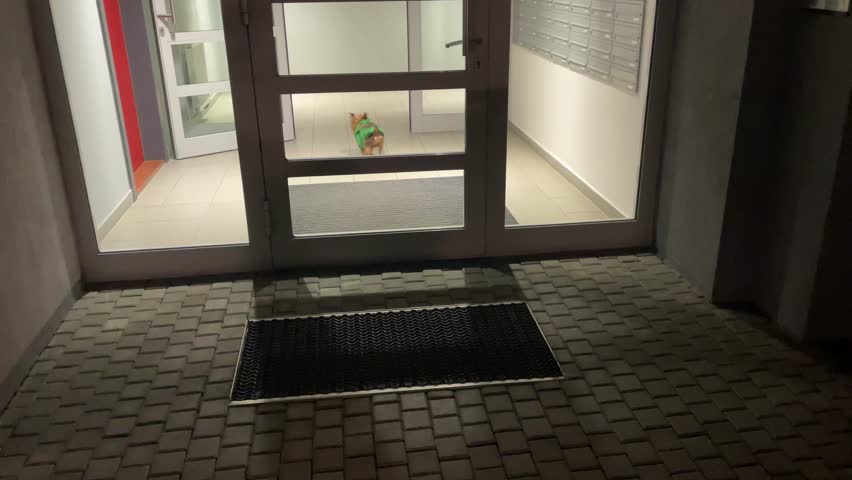 The night view shows an entrance with a floor grate and a wandering duck in the background. A Yorkshire Terrier dog in green goes for a walk with its owner.