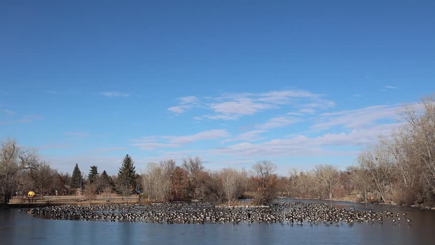 Lake Loveland landscape with Canadian geese resting on the icy lake at the opening to clear water. Loveland, Colorado