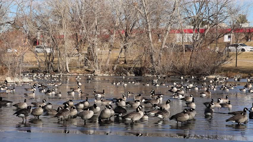 Lake Loveland landscape with Canadian geese resting on the icy lake at the opening to clear water. Loveland, Colorado