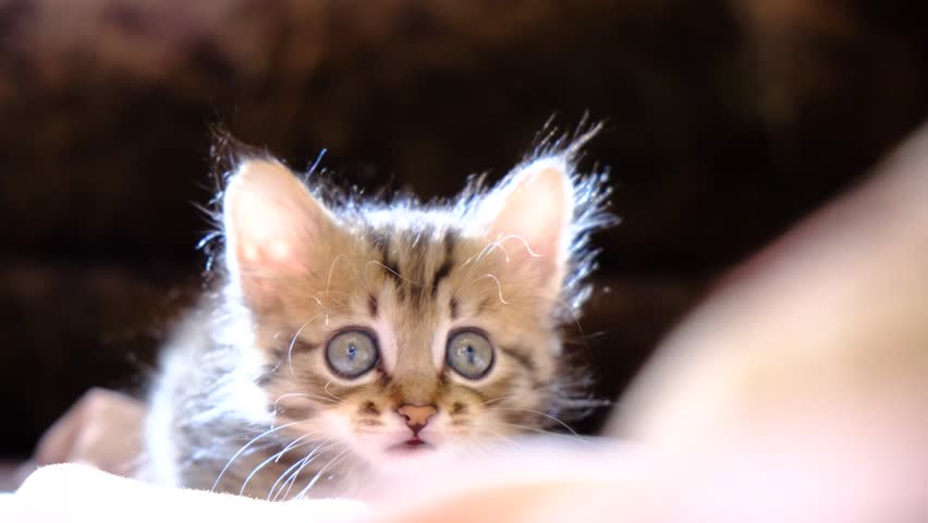 Close-up portrait of cute, funny kitten. Tabby cat relaxing on the window sill. Enjoying morning sunlight. funny pets, humor. Fixedly sight