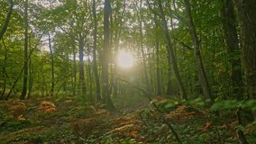 Day in beautiful wildlife forest, scenic nature landscape. Sunbeams break through the trees - Powered by Shutterstock - Get 15% off with code: PIKWIZARD15