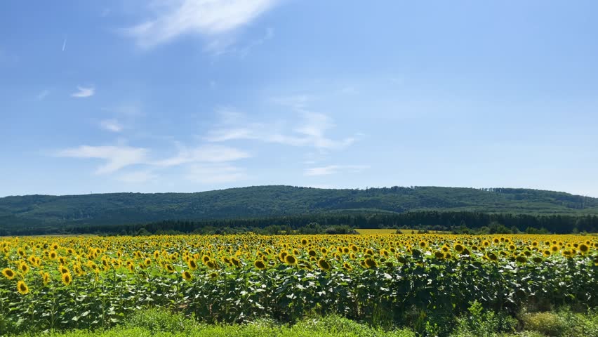Seed flower Flying over Grinter