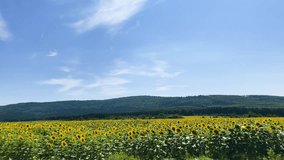 Seed flower Flying over Grinter's Sunflower Farm sunflower sun summer season plant nature plants on earth, energy sources and sky Sunflower Fields - Powered by Shutterstock - Get 15% off with code: PIKWIZARD15