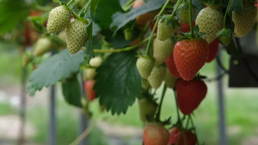 Strawberry in greenhouse. Strawberries plants. Red and green strawberries on the bushes. Eco farm. Selective focus. Agricultural Greenhouse with hydroponic shelving system.
