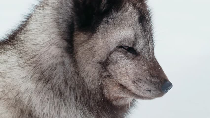 Extreme close up of an Arctic fox (Vulpes lagopus) Looking into the Camera at polar park of scandinavia.