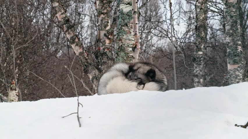 Close up of an Arctic fox (Vulpes lagopus) Sleeping in polar park.