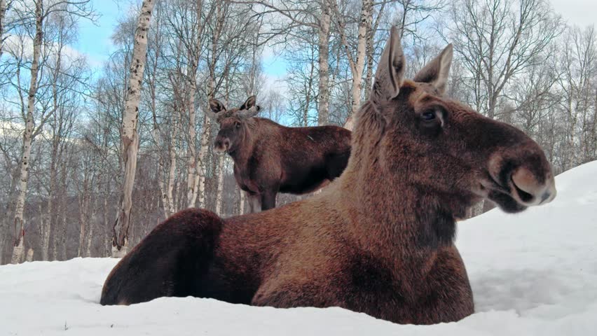Close up of two Moose or Elk (Alces Alces) on a clear day in Norway.