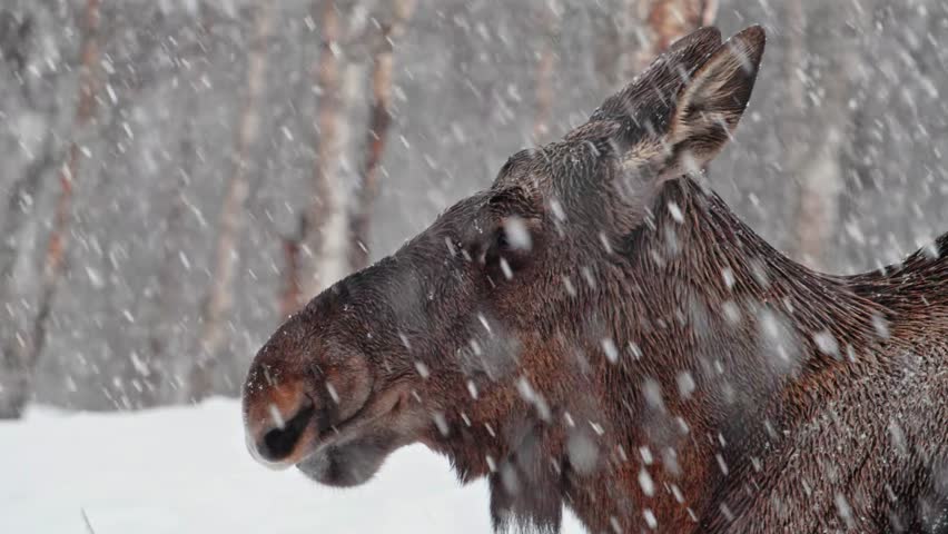 Extreme close up of head of a Moose or Elk (Alces Alces) in heavy snow in Norway.