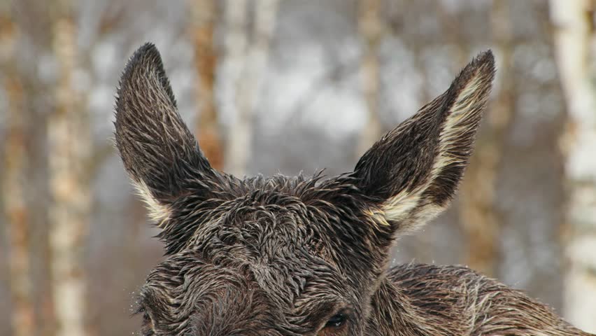 Extreme close up of a Ears of a Moose or Elk (Alces Alces).