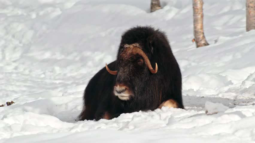 Close up of a Musk Ox (Ovibos Moschatus) Looking into the Camera at Norway.