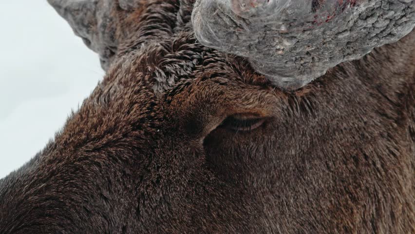 Extreme close up of a Mouth of a Moose or Elk (Alces Alces) while grazing.