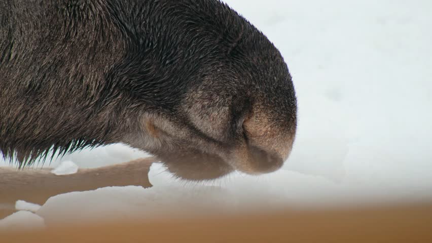 Extreme close up of Mouth of a Moose or Elk (Alces Alces).