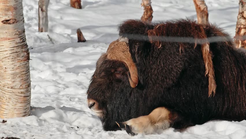 Extreme close up of a Musk Ox (Ovibos Moschatus) resting on snow in Norway.