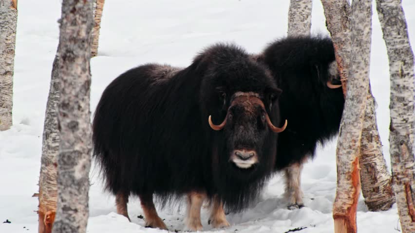 A small family of Musk Ox (Ovibos Moschatus) of Norway.