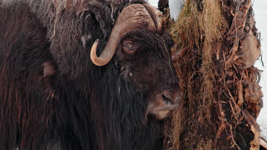 Full body close up of a Musk Ox (Ovibos Moschatus) at Norway.