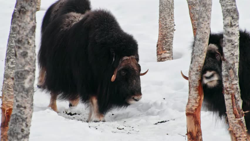 A small family of Musk Ox (Ovibos Moschatus) of Norway.