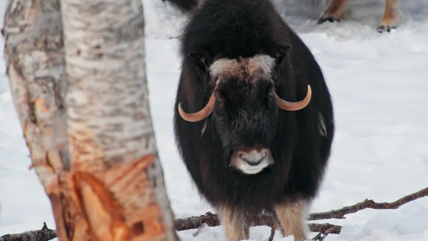 A dangerous Musk Ox (Ovibos Moschatus) with big horns and thick fur looking at the camera.