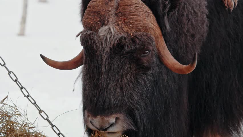 A Musk Ox (Ovibos Moschatus) eating dry grass at Polar park of Norway.