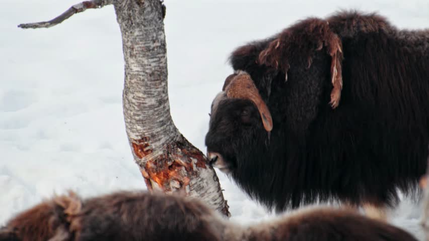 A Musk Ox (Ovibos Moschatus) licking a tree trunk.