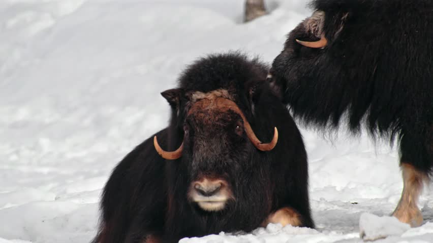 A Musk Ox (Ovibos Moschatus) licking the body of another ox at Norway polar park.