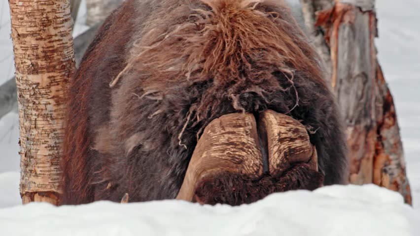Side view close up of a Musk Ox (Ovibos Moschatus) at Norway.