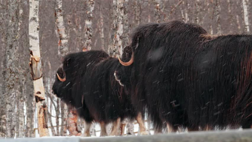 A full body close up of a Musk Ox (Ovibos Moschatus) in heavy snow in Norway.