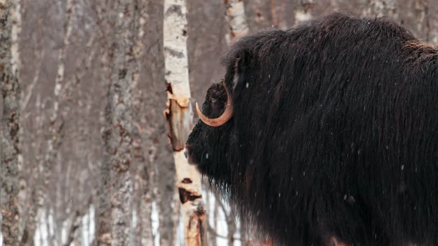 A beautiful close up of a couple of Musk Ox (Ovibos Moschatus) in heavy snowing.